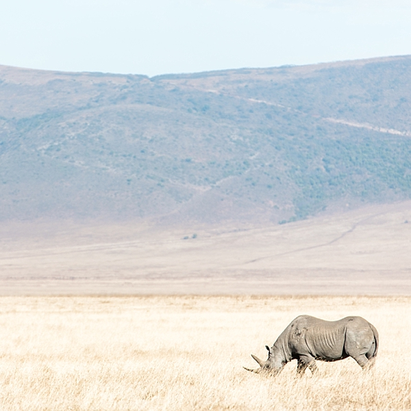 Lone Rhino in Tanzania, Africa | © The Globetrotter Collective - https://www.theglobetrotter