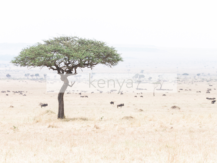 Masai Mara, Kenya, Africa | © The Globetrotter Collective - https://www.theglobetrottercollective.com