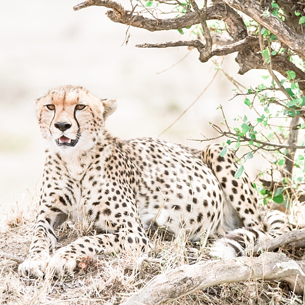 Cheetah, Tanzania, Africa | © The Globetrotter Collective - https://www.theglobetrottercollective.com