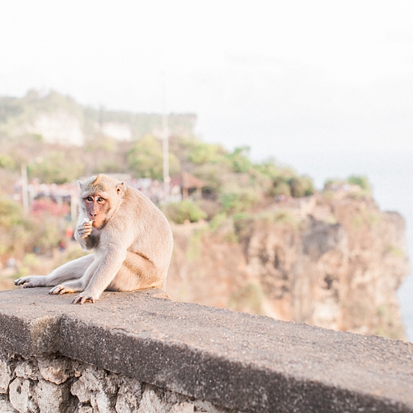 Monkey at Uluwalu Temple, Bali | © The Globetrotter Collective - https://www.theglobetrottercollective.com
