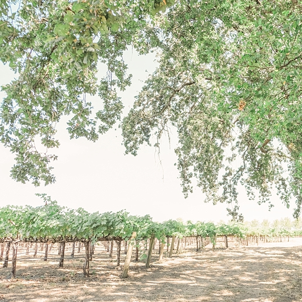 Napa Vineyards, California, USA | © The Globetrotter Collective - https://www.theglobetrottercollective.com