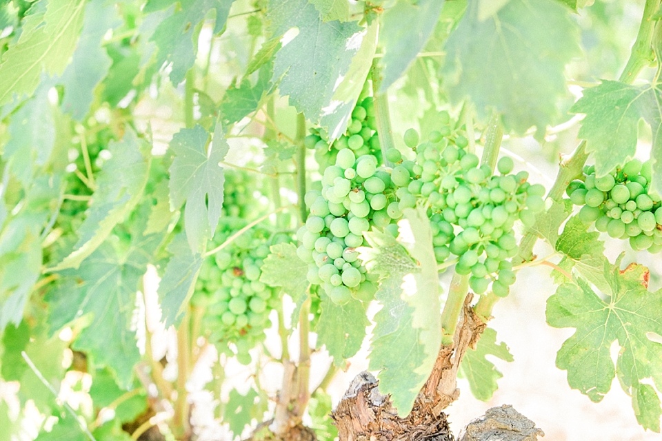 Podere Il Coco Winery, Montalcino, Italy | © The Globetrotter Collective - https://www.theglobetrottercollective.com