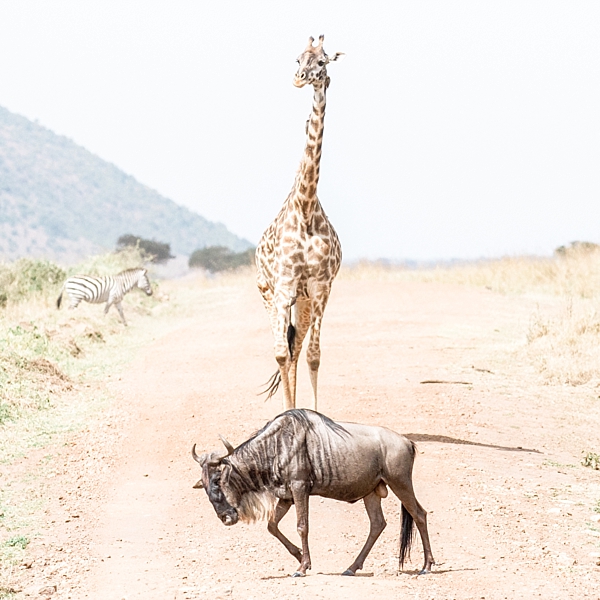 Giraffe, wildebeast, zebra, Kenya, Africa | © The Globetrotter Collective - https://www.theglobetrottercollective.com