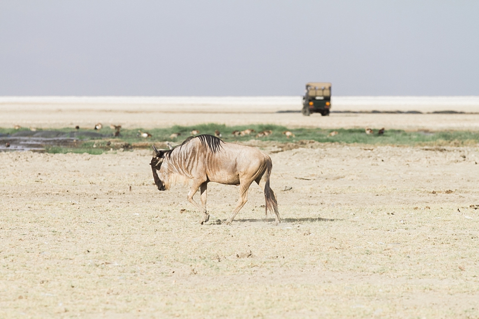 Lake Manyara Safari Game Drive, Tanzania | © The Globetrotter Collective - https://www.theglobetrottercollective.com