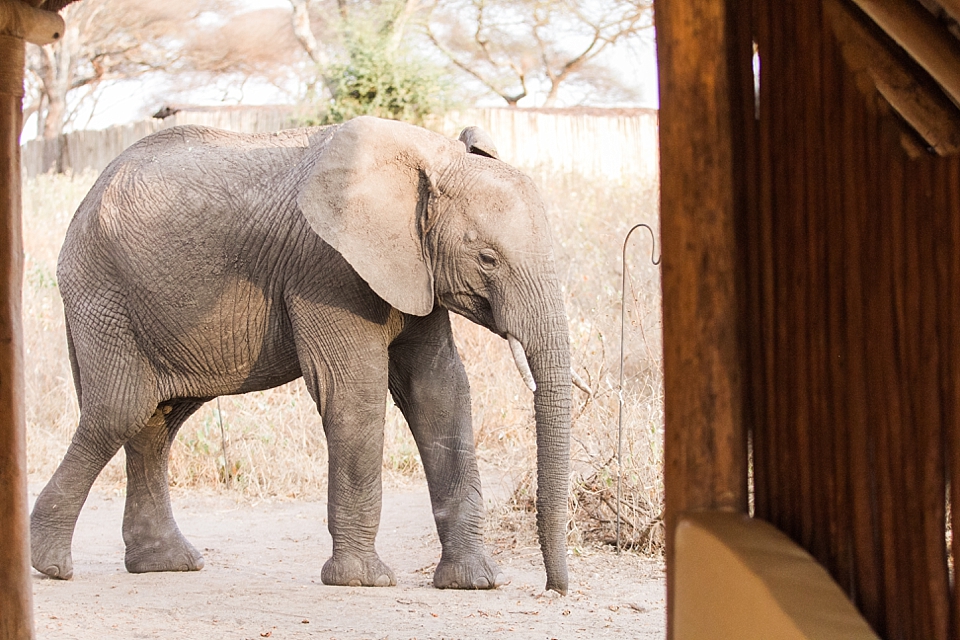 Asilia Olivers Camp, Tarangire, Tanzania | © The Globetrotter Collective - https://www.theglobetrottercollective.com