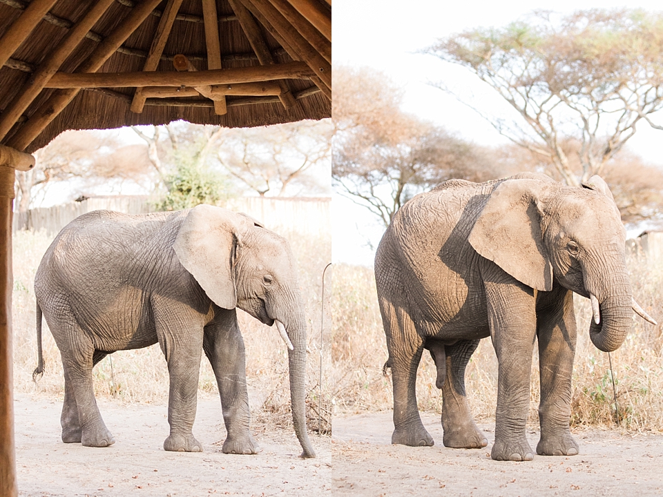 Asilia Olivers Camp, Tarangire, Tanzania | © The Globetrotter Collective - https://www.theglobetrottercollective.com
