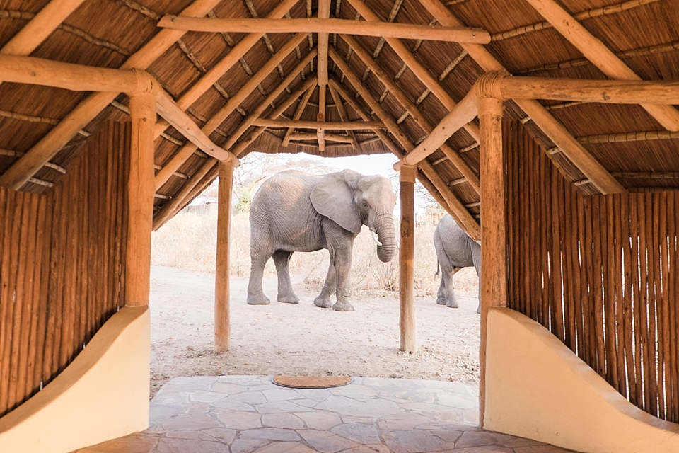 Asilia Olivers Camp, Tarangire, Tanzania | © The Globetrotter Collective - https://www.theglobetrottercollective.com