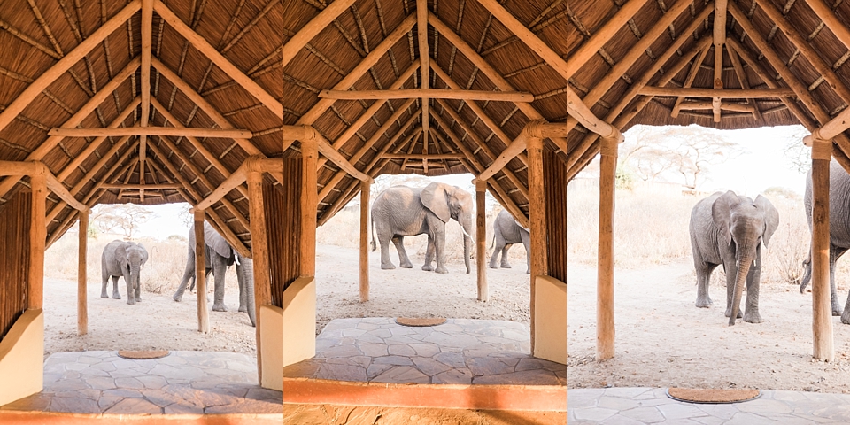 Asilia Olivers Camp, Tarangire, Tanzania | © The Globetrotter Collective - https://www.theglobetrottercollective.com