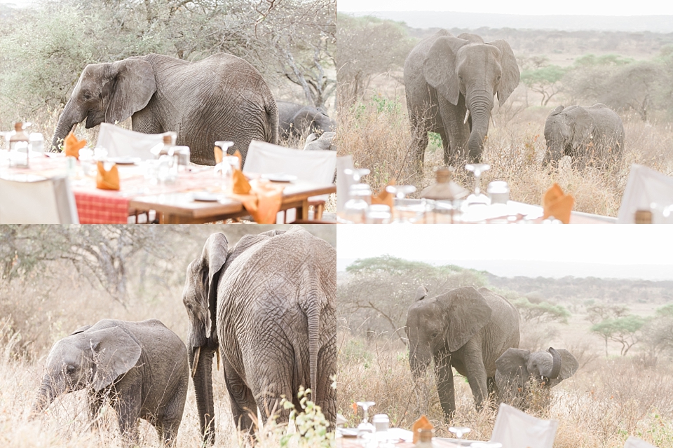 Asilia Olivers Camp, Tarangire, Tanzania | © The Globetrotter Collective - https://www.theglobetrottercollective.com