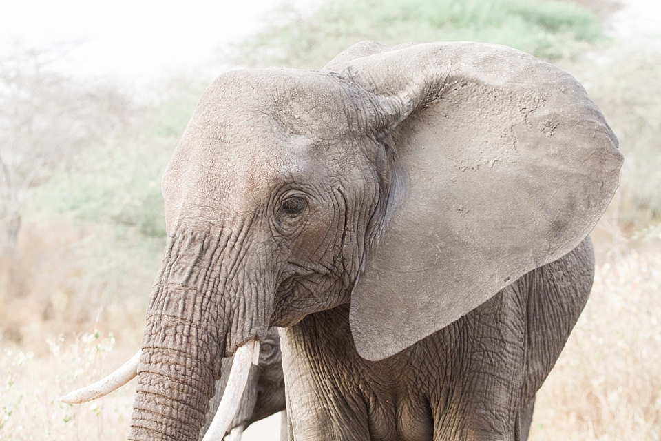 Asilia Olivers Camp, Tarangire, Tanzania | © The Globetrotter Collective - https://www.theglobetrottercollective.com