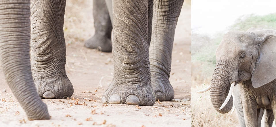 Asilia Olivers Camp, Tarangire, Tanzania | © The Globetrotter Collective - https://www.theglobetrottercollective.com
