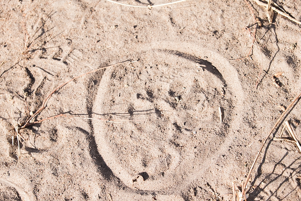 Tarangire Safari Game Drive, Tanzania | © The Globetrotter Collective - https://www.theglobetrottercollective.com