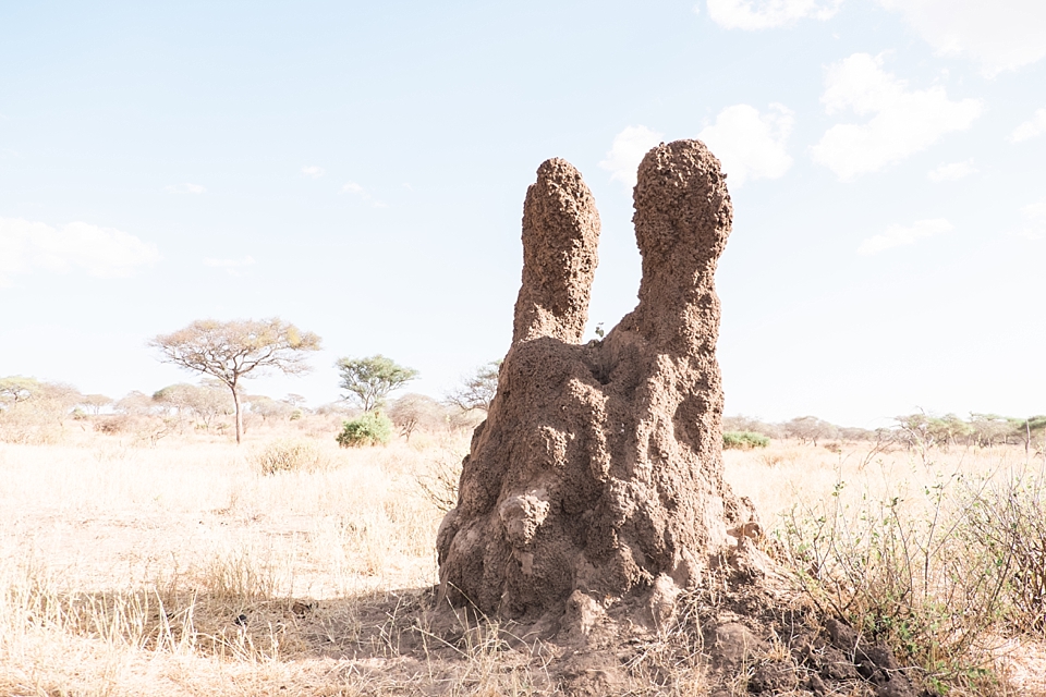 Tarangire Safari Game Drive, Tanzania | © The Globetrotter Collective - https://www.theglobetrottercollective.com