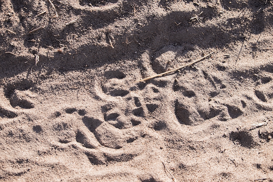 Tarangire Safari Game Drive, Tanzania | © The Globetrotter Collective - https://www.theglobetrottercollective.com