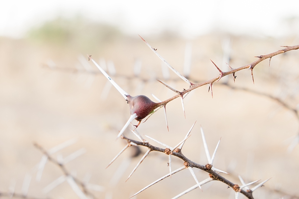 Tarangire Safari Game Drive, Tanzania | © The Globetrotter Collective - https://www.theglobetrottercollective.com